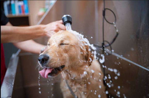 Cachorro tomando banho